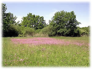 Eriskircher Ried